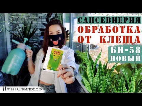 Видео: КЛЕЩ на САНСЕВИЕРИИ 😡 Обработка препаратом БИ-58 НОВЫЙ. Инсектоакарицид.