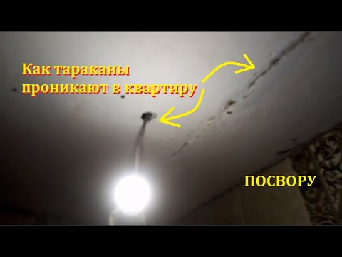 Видео: Как тараканы проникают в квартиру и где прячутся.