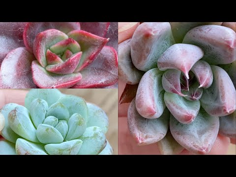 Видео: СУККУЛЕНТЫ НОВИНКИ🤗
