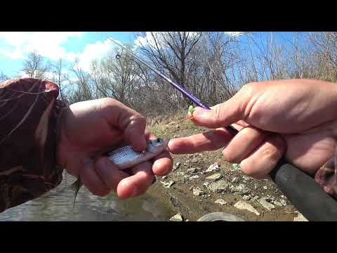 Видео: Ловля УКЛЕЙКИ (верховки, верхоплавки, баклюхи) на #мормышку весной #ультралайт #мормышинг.