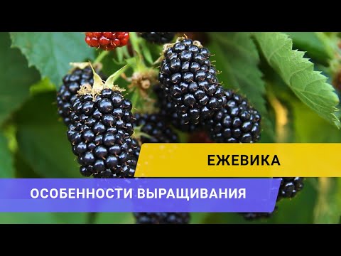 Видео: ВЫСОКОРЕНТАБЕЛЬНАЯ ЕЖЕВИКА: Михаил Павливский о достоинствах и проблемах выращивания ягоды.