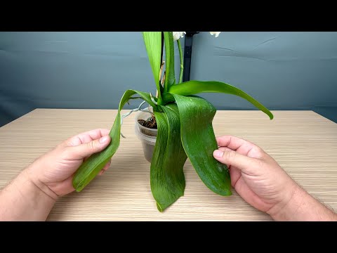 Видео: листья орхидеи потеряли тургор это не правильный полив орхидеи или ещё две простые причины