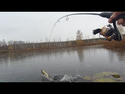 Видео: Купил спиннинг Norstream Spiker, и поехал на болото тестировать.