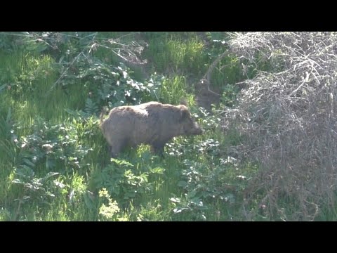 Видео: Шикори хуг дар Н Ш шоин чамоати дехоти саричашма