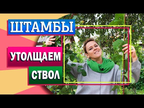 Видео: Ствол штамба гортензии и других кустарников. Как сделать толще?
