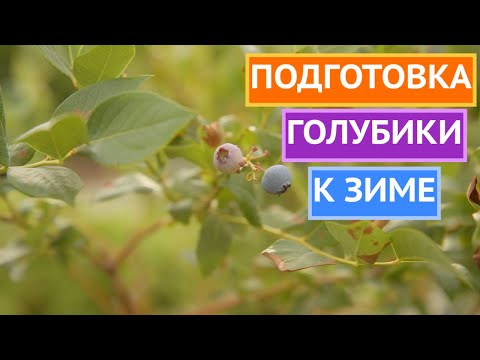 Видео: УХОД ЗА ГОЛУБИКОЙ В КОНЦЕ СЕЗОНА!