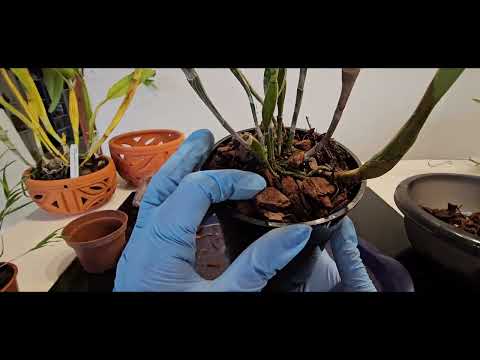 Видео: Пересадка Орхидеи Дендробиум