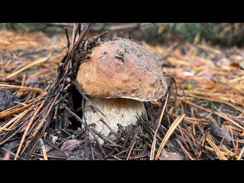 Видео: Збираємо гриби 23 жовтня 2025 | білі, маслюки, парасольки та які завгодно, грибів повен ліс