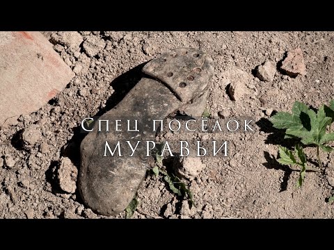 Видео: Муравьи