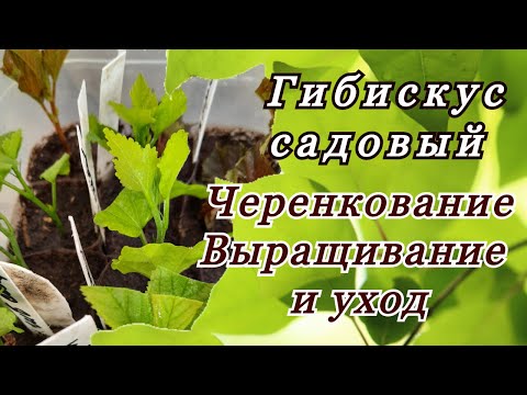 Видео: Черенкование гибискуса садового (сирийского)