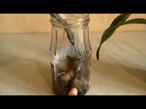 Видео: Как вырастить каттлею без ризомы и почки. Эксперимент. Ч.3 Результат через 2 месяца