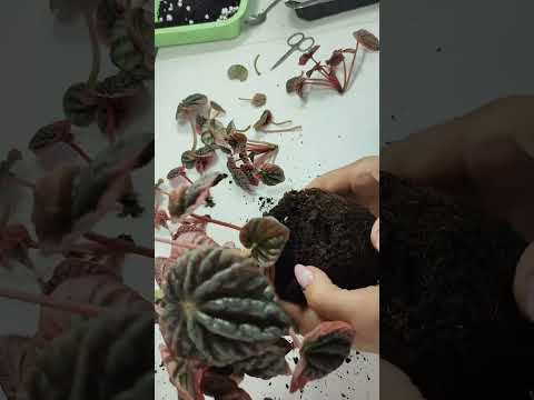 Видео: 6 часть : омоложение куста Пеперомии