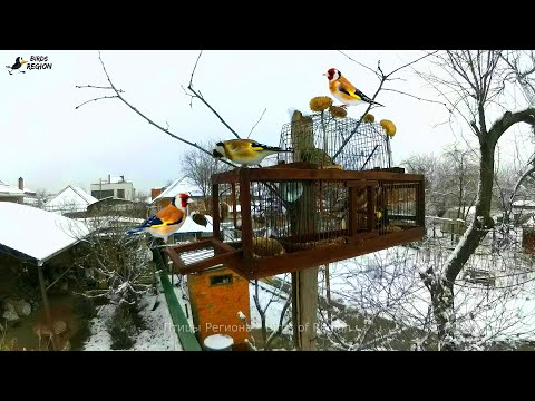 Видео: Пролётный щегол, зимний! Хороший щегол