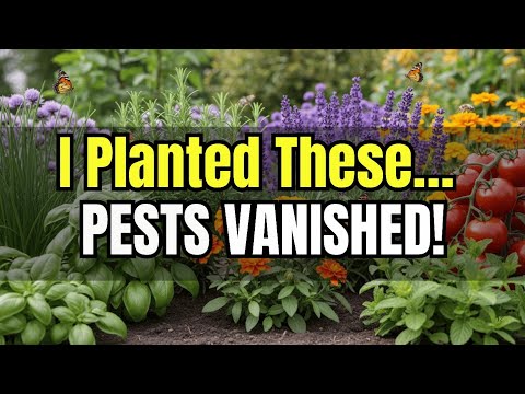 Видео: 25 лучших растений-компаньонов, которые мгновенно отпугивают садовых вредителей