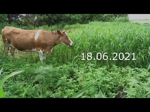 Видео: Суданка для коровы.