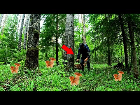 Видео: Грибник нашёл это обалдел! Один в лесу среди грибов такого не ожидал! Тихая охота Грибы 2023