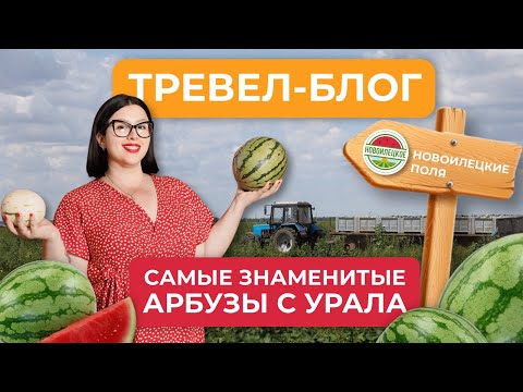 Видео: Как растут арбузы и дыни? Тревел - блог с полей