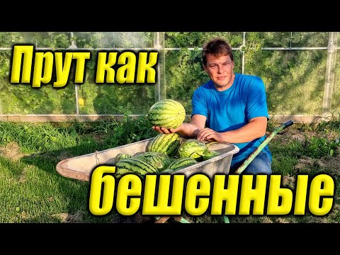 Видео: Теперь арбузы буду выращивать только так   прут как бешенные