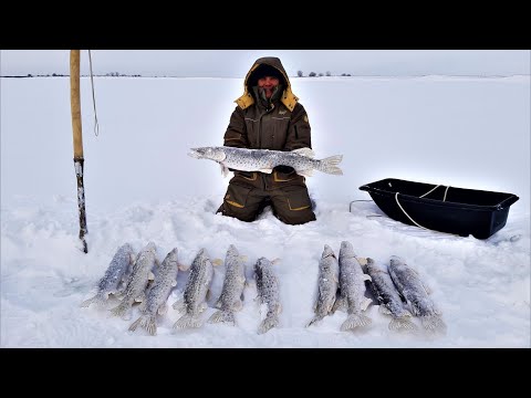 Видео: А говорили не клюёт! Зимняя рыбалка 2022