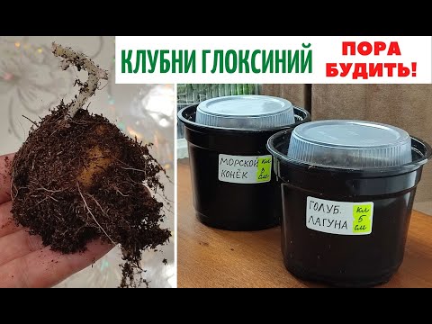 Видео: КЛУБНИ 🌹 Глоксиний  ✅ ПОРА БУДИТЬ❗