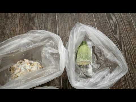 Видео: Кормление Номерных сомов