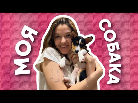 Видео: МОЯ СОБАКА | САМОЕ МИЛОЕ ВИДЕО