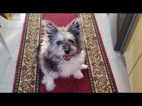 Видео: Детство Будки 2009-2025гг.