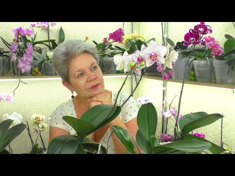 Видео: №9. Ответы на вопросы ИЗ ЖИЗНИ ОРХИДЕЙ 💐 "Вопрос в КОПИЛКУ Знаний" от ПОДПИСЧИКОВ 😊 18.07.2021г