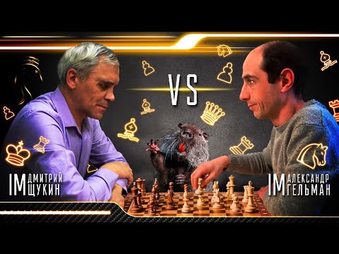 Видео: ВТОРОЕ КАЧЕСТВО ОТДАЁМ! ДВА КАЧЕСТВА, ЧТОБЫ ВЫПРЯМИТЬ ДВЕ ПЕШКИ! // ЩУКИН vs ГЕЛЬМАН // ПАРТИЯ №5