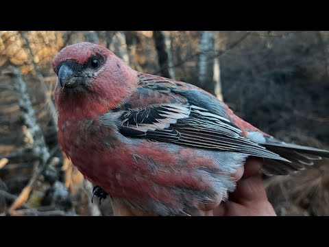 Видео: ЛОВЛЯ ЩУРОВ, ЕЛ.КЛЕСТОВ И ДРУГОЙ ПТИЦЫ👍21.10.23.