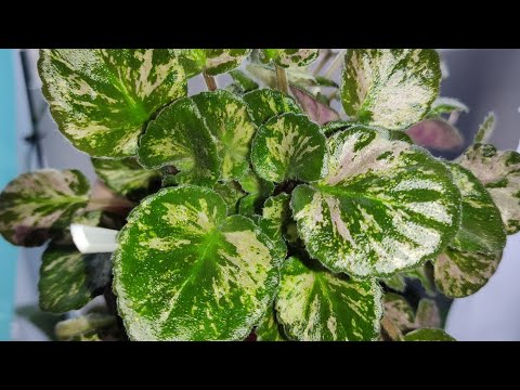 Видео: Онлайн Магазин Фиалок. Фиалки у Алисы 💖.