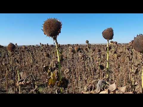 Видео: УБОРКА ПОДСОЛНЕЧНИКА НА ЦЕЛИНЕ.Бывает и такое...