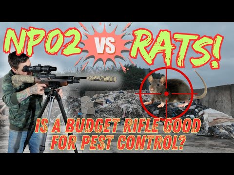 Видео: Борьба с вредителями Kral NP02 | Эффективна ли бюджетная пневматическая винтовка против крыс?