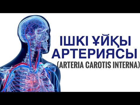 Видео: ІШКІ ҰЙҚЫ АРТЕРИЯСЫ | ВИЛЛИЗИЕВ ШЕҢБЕРІ | ЕҢ ОҢАЙ ТІЛДЕ