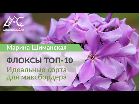 Видео: Топ 10 сортов метельчатых флоксов для миксбордера