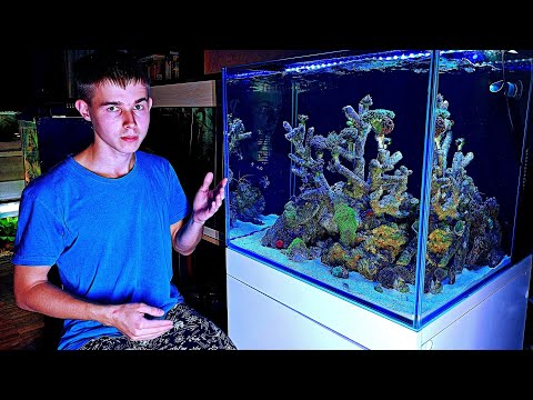 Видео: Запуск морского аквариума 150 литров с клоунами и кораллами