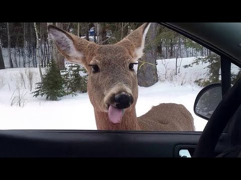 Видео: Самые смешные видео с животными 2025 года, которые точно поднимут вам настроение😍