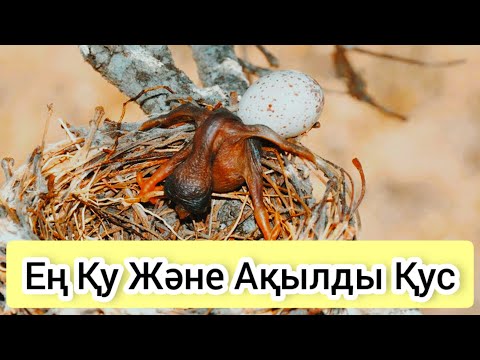 Видео: Ең Қу және Ақылды Құс Көкек