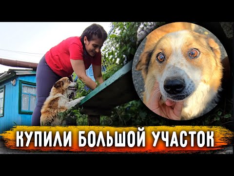 Видео: Купили УЧАСТОК! Для передержки животных. Плюс одна собака. Спасибо ВСЕМ. Теперь нужен скорее забор.