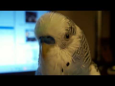 Видео: Говорящий попугай 5 NEW