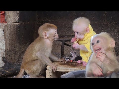 Видео: Бубу рад, что здесь живет дикая обезьяна.