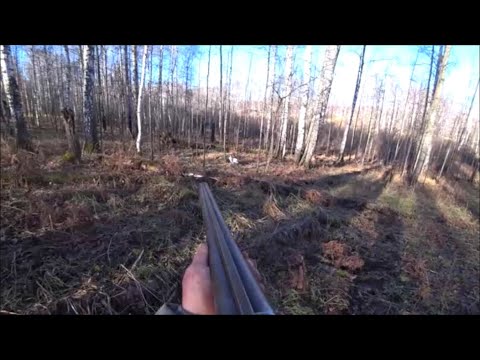 Видео: Охота на Зайца с Гончей!!!Чернотроп.