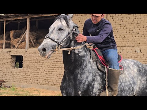 Видео: Кабирханды Жетишкен Алат Камбарда😱