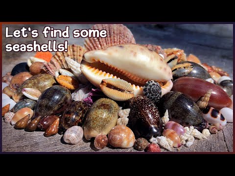 Видео: Щедрость каури | Поиск ракушек в каменистых лужах и на берегу #ракушки #ракушки