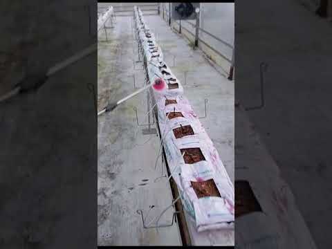 Видео: Гидропоника күнөсканасын жаңы сезонго даярдоо жумуштары