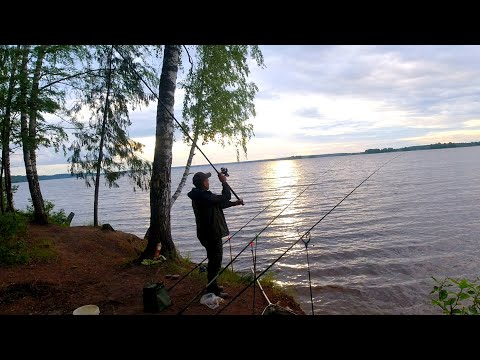 Видео: Рыбалка С Ночевкой На Волге. Фидеры. Готовим На Костре. Клюют Монстры!