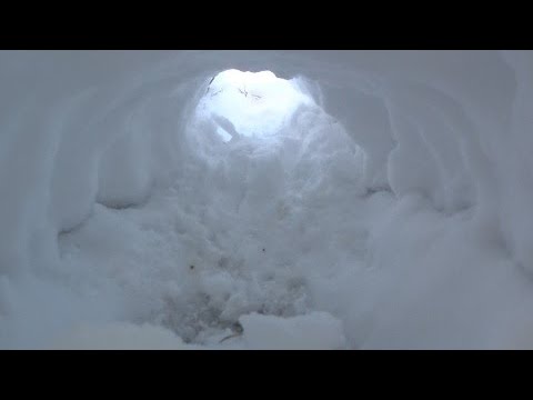 Видео: Охота на зайца 2020-2021. Столько зайцев я не поднимал ))))