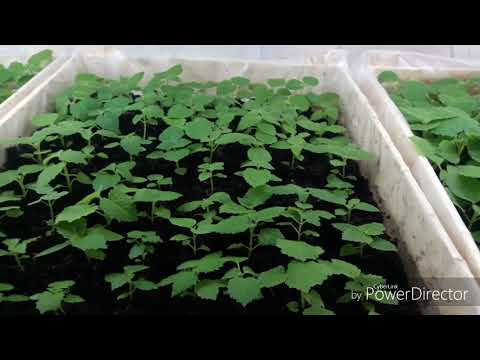 Видео: Павловния, PAULOWNIA PAO TONG Z07 (FORTUNEI X TOMENTOSA X KAWAKAMI) “SUPERHYBRID” -33° C