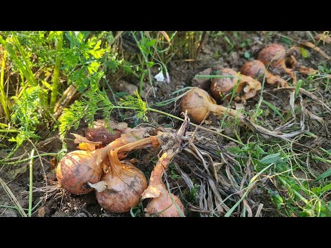 Видео: Вот почему у меня каждый год обильный урожай лука – это мой секрет!