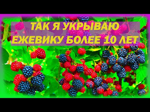 Видео: Так я укрываю ежевику на зиму уже более 10 лет. Как укрыть ежевику на зиму. Чем укрыть ежевику.